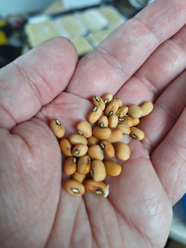 Sükösdi tájfajta tehénborsó, Vigna unguiculata, hüvelyes